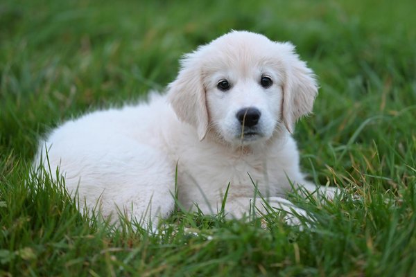 Hoe beïnvloedt klimaatverandering het gedrag van dieren?