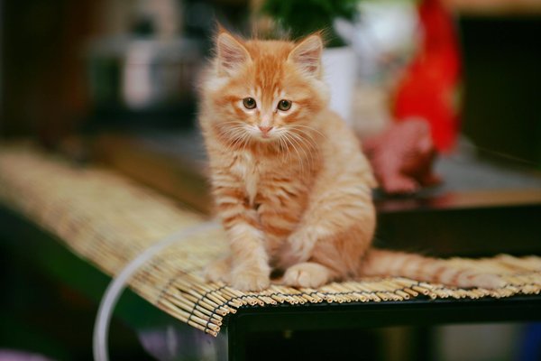 Wat zijn de nieuwste trends in dierenwelzijn?